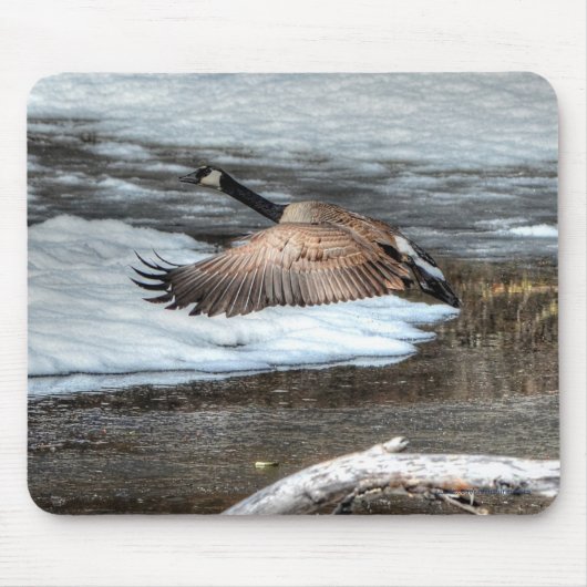 Vliegend Canada Goose, Pond & Snow Wildlife Foto Muismat (Voorkant)