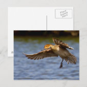 Vliegend eendbriefkaart briefkaart (Voorkant / Achterkant)