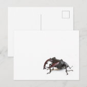 Vliegend hert briefkaart (Voorkant / Achterkant)