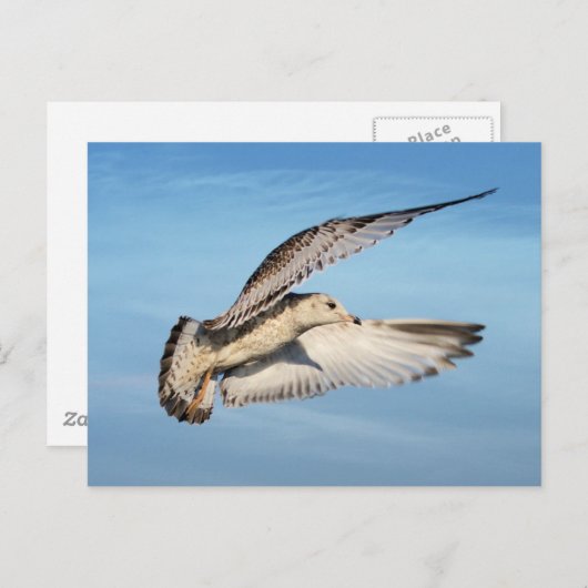 Vliegend meeuw briefkaart (Voorkant / Achterkant)