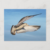 Vliegend meeuw briefkaart (Voorkant)