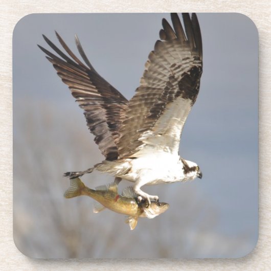 Vliegend Osprey met Walleye Fish HDR Photo Bier Onderzetter (Voorkant)