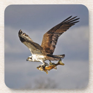 Vliegend Osprey met Walleye Fish HDR Photo Onderzetter
