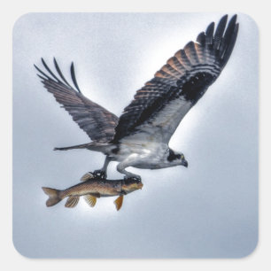 Vliegend Osprey met Walleye Fish HDR Photo Vierkante Sticker