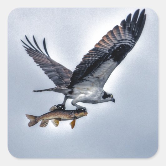 Vliegend Osprey met Walleye Fish HDR Photo Vierkante Sticker (Voorkant)