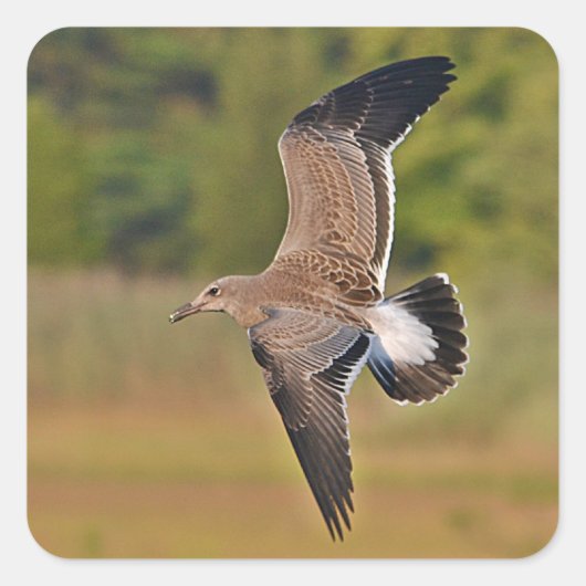 Vliegend Zee Sticker (Voorkant)