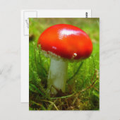 Vliegende agariumpaddenstoel rood briefkaart (Voorkant / Achterkant)
