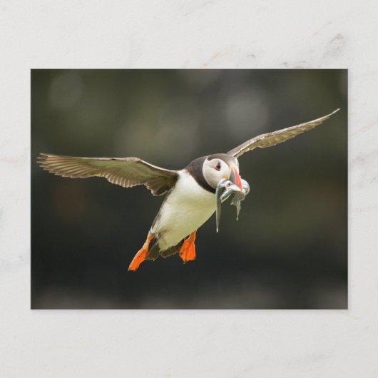 Vliegende Atlantische Puffin met vis in bek Briefkaart (Voorkant)