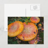 Vliegende boerenpaddenstoelen bij het meer van Mow Briefkaart (Voorkant / Achterkant)