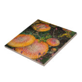 Vliegende boerenpaddenstoelen bij het meer van Mow Tegeltje (Zijkant)