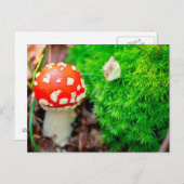 Vliegende bostelaar briefkaart (Voorkant / Achterkant)