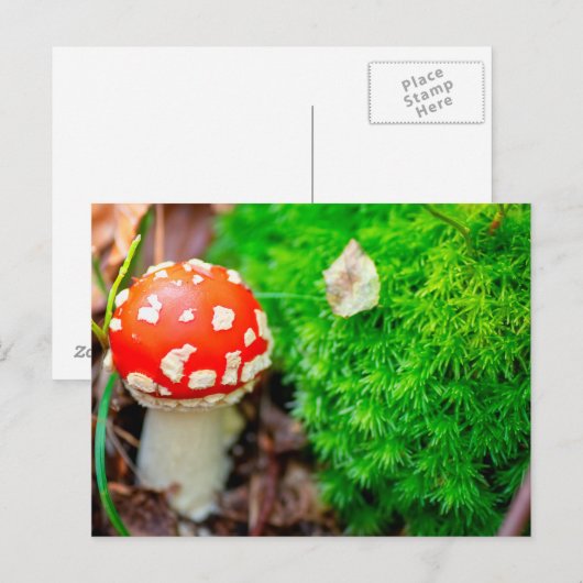 Vliegende bostelaar briefkaart (Voorkant / Achterkant)