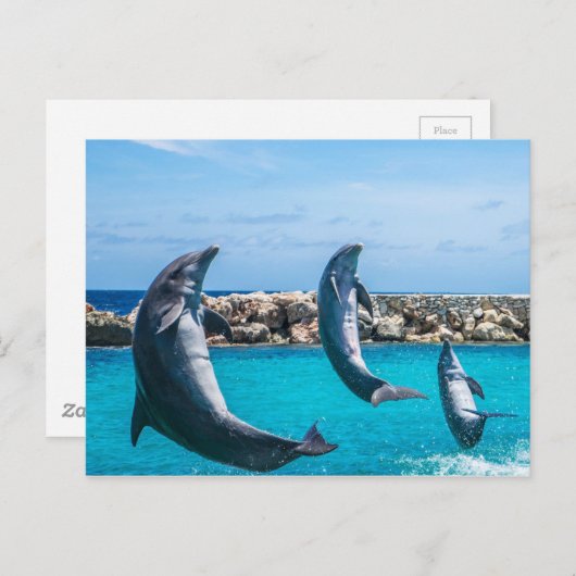 vliegende dolfijnen briefkaart (Voorkant / Achterkant)