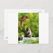 Vliegende eekhoorn briefkaart (Voorkant / Achterkant)