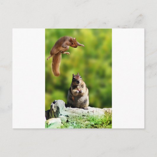 Vliegende eekhoorn briefkaart (Voorkant)