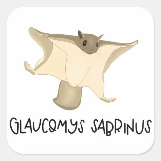 Vliegende eekhoorn sticker