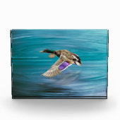 Vliegende eend van wilde eend fotoblokken (Voorkant)