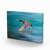 Vliegende eend van wilde eend fotoblokken (Rechts)