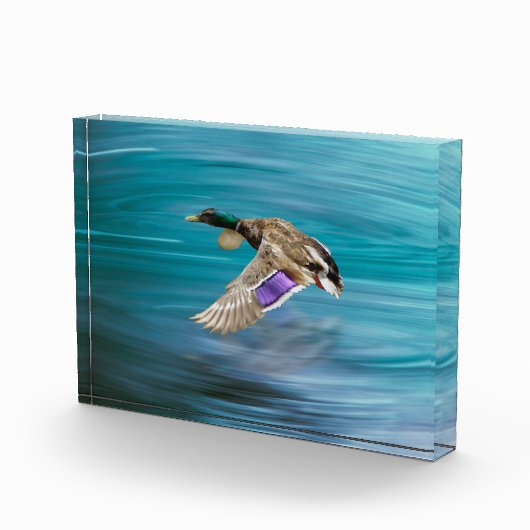Vliegende eend van wilde eend fotoblokken (Rechts)