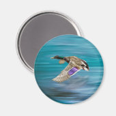 Vliegende eend van wilde eend magneet (Voorkant / Achterkant)