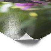 Vliegende Fox Fruit Bat met Crepe Myrtle-foto Foto Afdruk (Hoek)