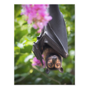Vliegende Fox Fruit Bat met Crepe Myrtle-foto Foto Afdruk