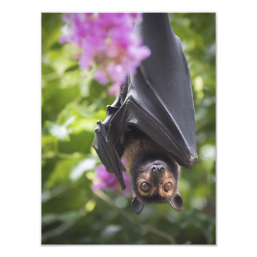 Vliegende Fox Fruit Bat met Crepe Myrtle-foto Foto Afdruk (Voorkant)