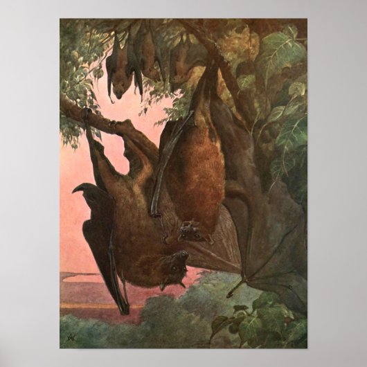 Vliegende foxvleermuizen met Austen,  wilde dieren Poster (Voorkant)