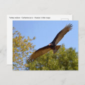 Vliegende gier van Turkije Briefkaart (Voorkant / Achterkant)