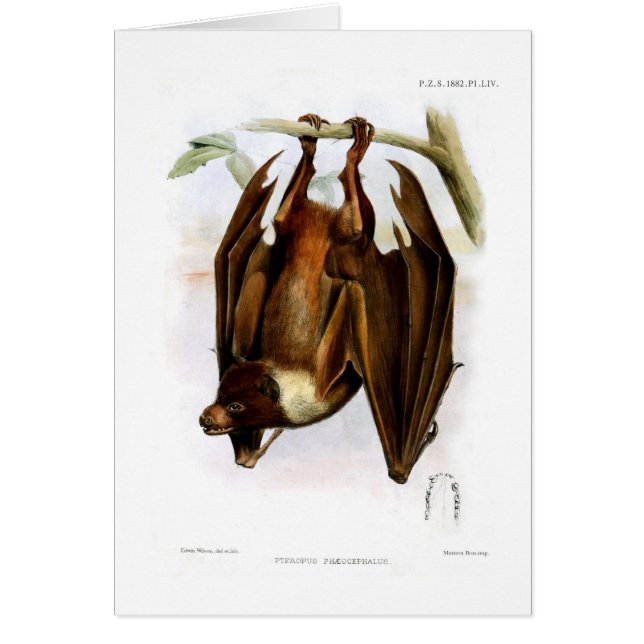 Vliegende hond (Voorkant)