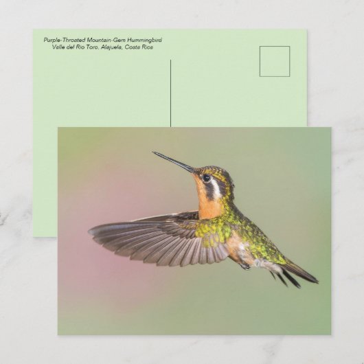  vliegende hond briefkaart (Voorkant / Achterkant)