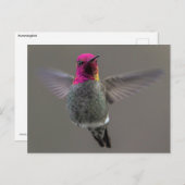 Vliegende hond briefkaart (Voorkant / Achterkant)