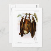 vliegende hond briefkaart (Voorkant / Achterkant)