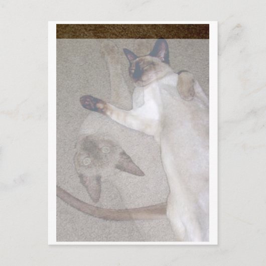 Vliegende katten briefkaart (Voorkant)