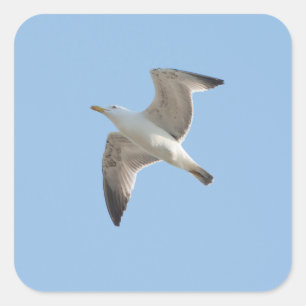 Vliegende meeuw vierkante sticker