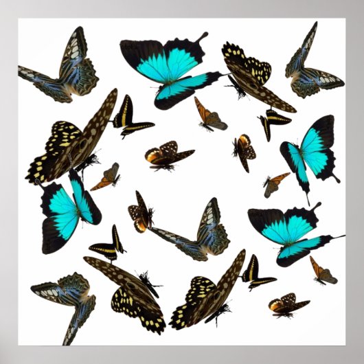 Vliegende multiPoster 24x24 inch Poster (Voorkant)