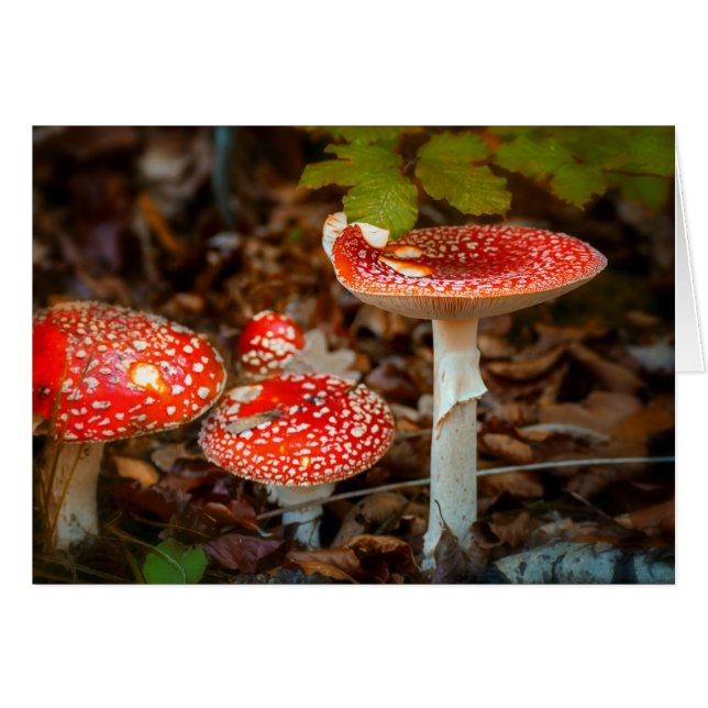 Vliegende paddenstoelen (Voorkant Horizontaal)