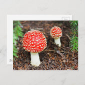 Vliegende paddenstoelen briefkaart (Voorkant / Achterkant)