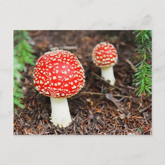 Vliegende paddenstoelen briefkaart (Voorkant)