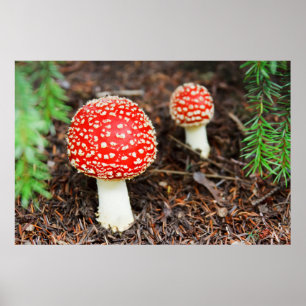 Vliegende paddenstoelen poster