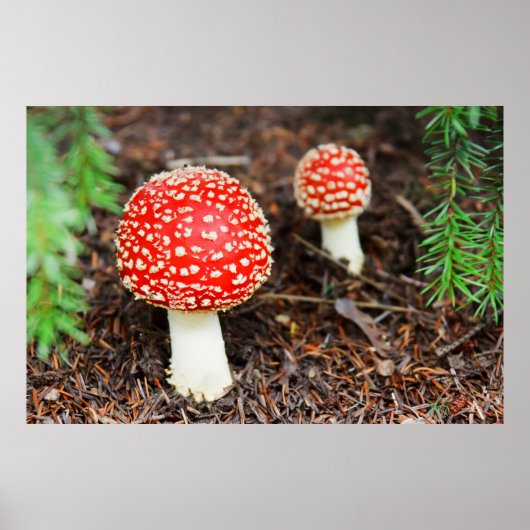 Vliegende paddenstoelen poster (Voorkant)
