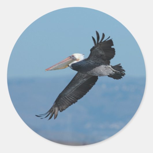 Vliegende Pelikaan 9 Sticker (Voorkant)