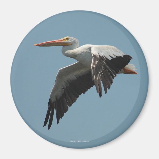 Vliegende Pelikaan Magneet 5 (Voorkant)