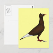 vliegende Pet duif Briefkaart (Voorkant / Achterkant)