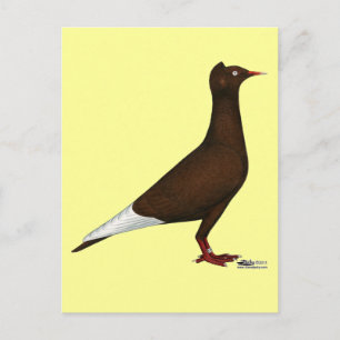 vliegende Pet duif Briefkaart
