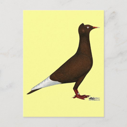 vliegende Pet duif Briefkaart (Voorkant)