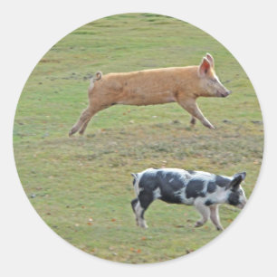 Vliegende varkens ronde sticker
