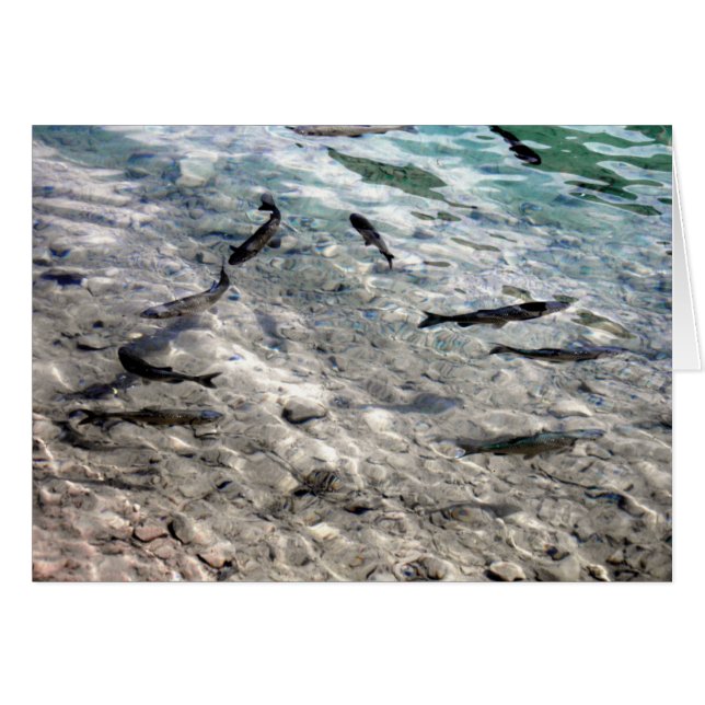 Vliegende vis (Voorkant Horizontaal)