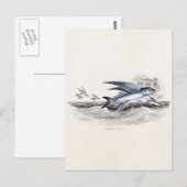 vliegende vissen uit de jaren 1800 in de oceaango briefkaart (Voorkant / Achterkant)