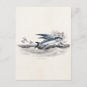  vliegende vissen uit de jaren 1800 in de oceaango briefkaart